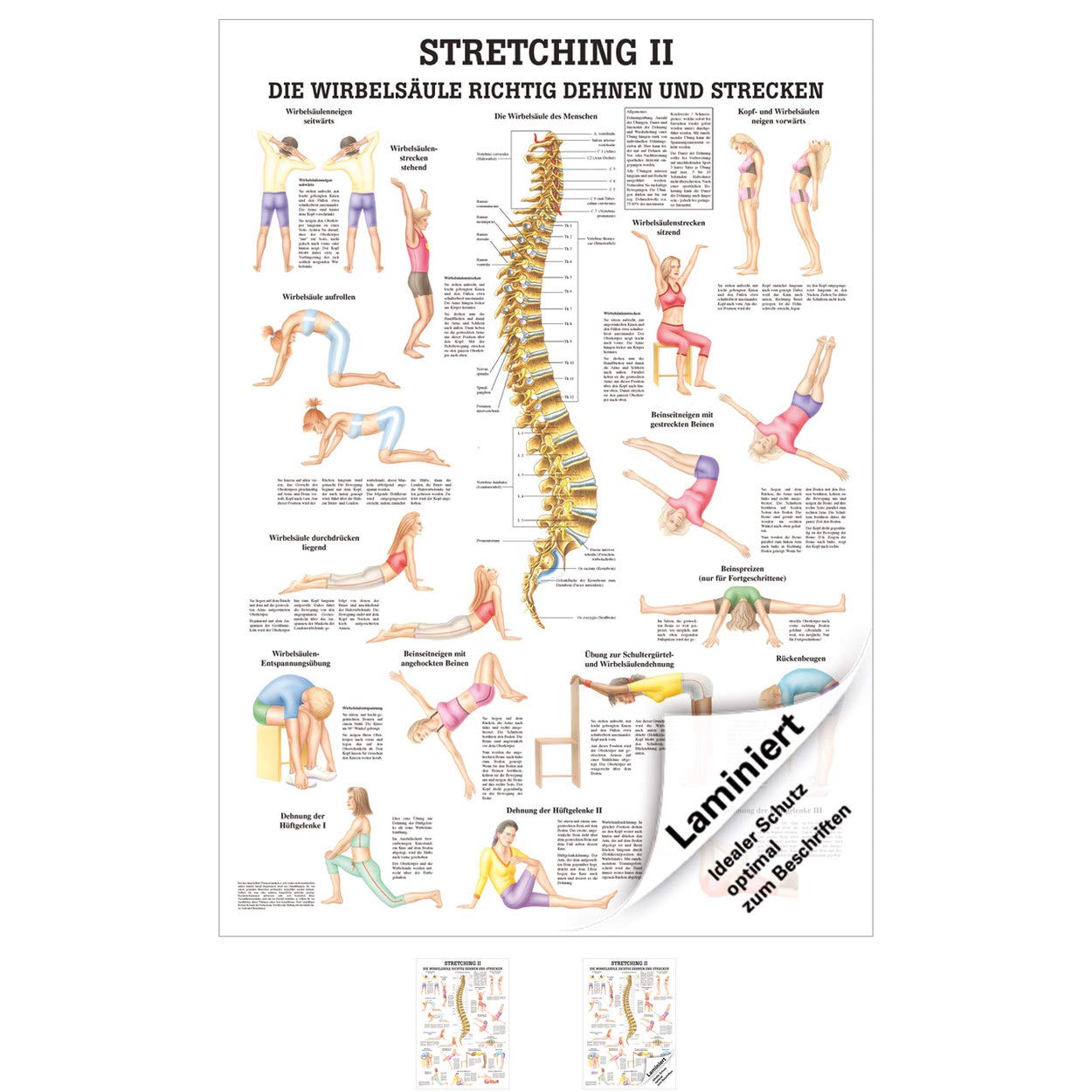 Sport-Tec Stretching II Anatomical Chart, 100 x 70 cm, Medical Teaching Aid
