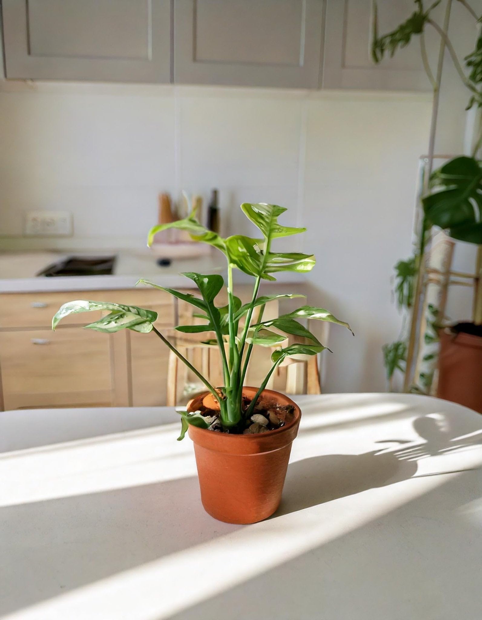 PUR PLANT Monstera Minima Variegada (Rhaphidophora tetrasperma Variegata) | Planta natural de interior premium y tropical | Hojas variegadas únicas | Maceta de Ø12 cm