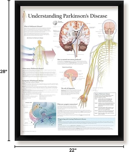 Miniatura 5 de Dermatomas enmarcados médicos educativos informativos diagrama médico médico oficina escuela aula 22 x 28 pulgadas