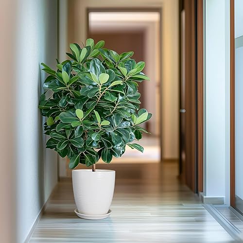 Miniatura 5 de Maceta de cerámica de 10 pulgadas, maceta grande con orificio de drenaje y platillo, macetas redondas modernas para plantas de interior y exterior,