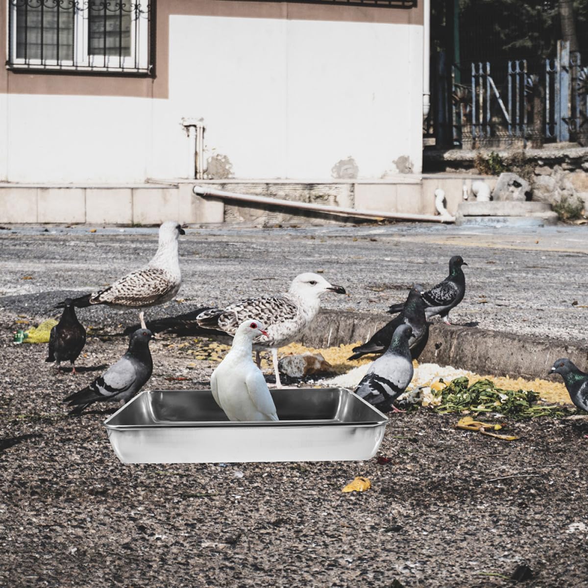 Bain d'oiseaux pour Cage en Acier Inoxydable à Design Profond | Argenté, Bords Lisses, Limite les Éclaboussures, Adapté aux Petits Animaux L'usage en Volière
