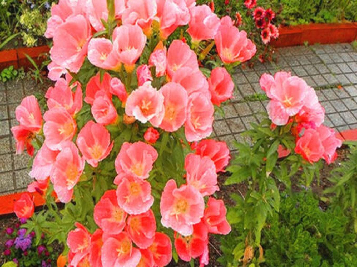 TRTO GODETIA Grand AZALEAFLORA - Sybil Sherwood - 1500 Seeds - Salmon Double Flowered for Planting Garden Yard Patio and Useful for Gifts (1500 Seeds)