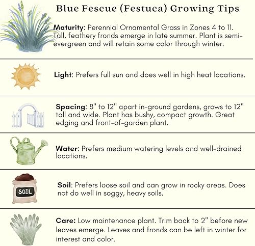 Miniatura 7 de Clovers Garden Festuca azul (Festuca Elijah Blue) - Dos (2) plantas vivas - Sin OMG - Sin semillas - Cada una de 4 a 8 pulgadas de alto - en macetas