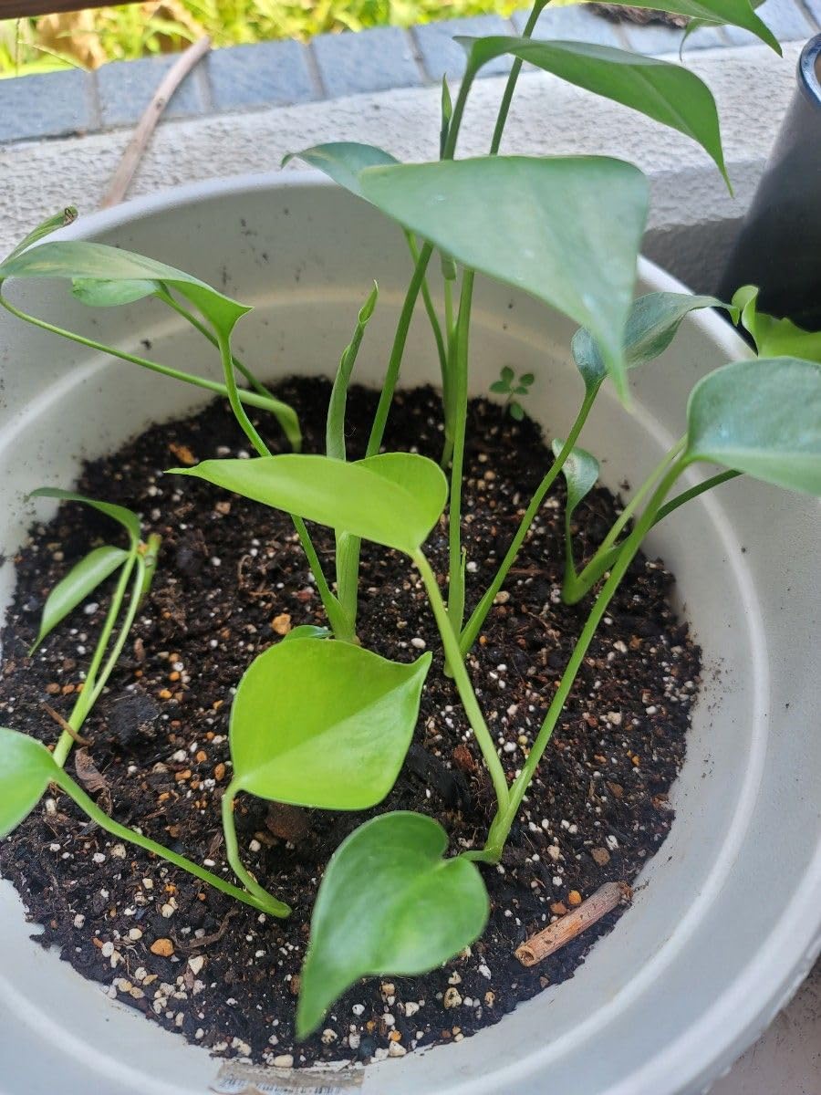 観葉植物　モンステラ　抜き苗　根付き 観葉植物 モンステラ 抜き苗 根付き