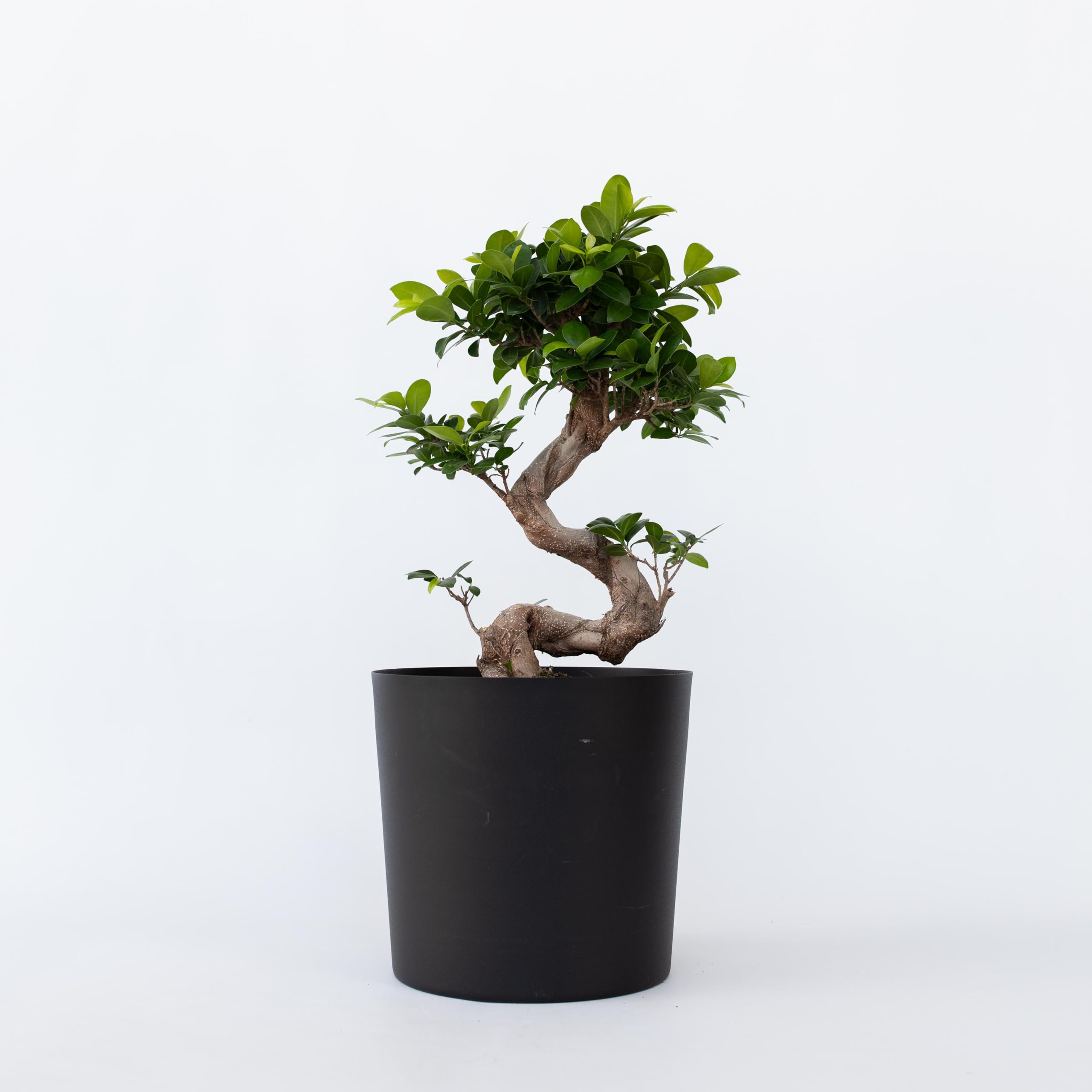Plant in a Box - Ficus Ginseng S-Shape - Bonsai - Japański Bonsai - Doniczka 20cm - Wysokość 55-65cm