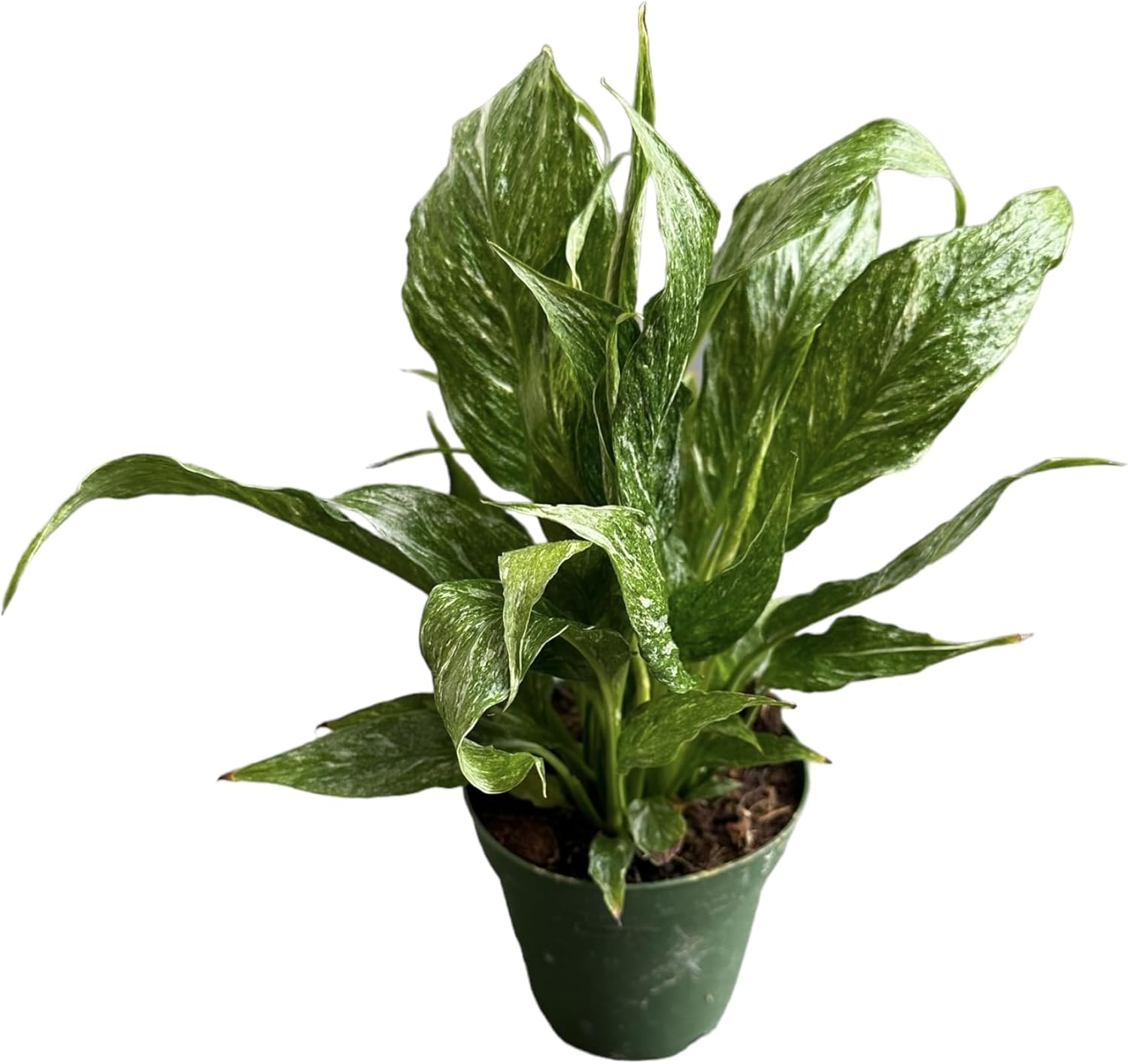 Spathyphyllium Domino - Variegated Peace Lily - Unique and Gorgeous Live Indoor Plant, 4 inch Pot