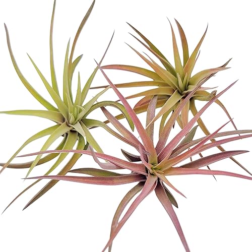 Miniatura 1 de Plantas de aire medianas  1 Brachycaulos Abdita Velutina  El color y la forma varían según la temporada  30 días de garantía en Tillandsia del gnomo