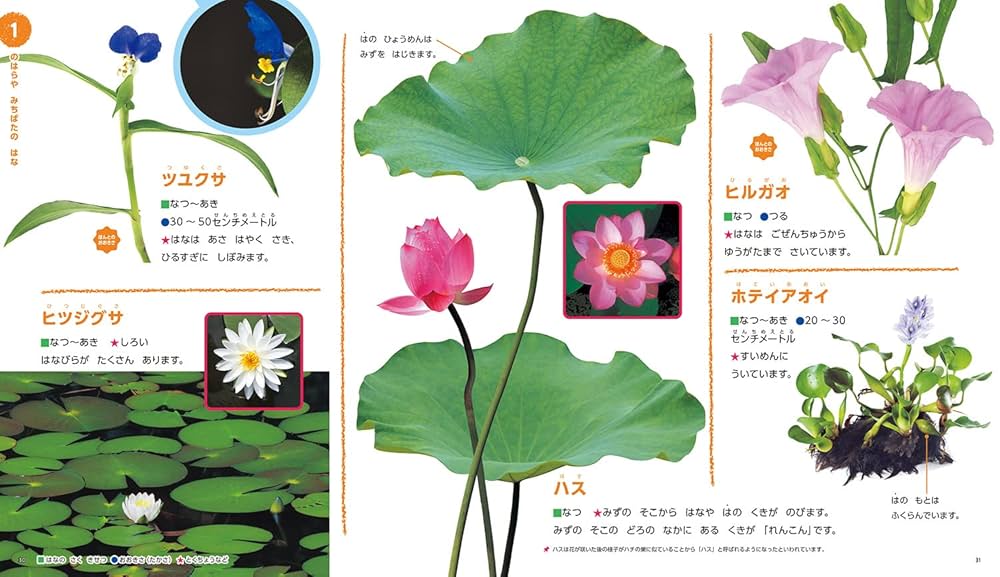 花の顔とこんにちは/Ｇａｋｋｅｎ/浜口哲一（大型本） 花の顔とこんにちは (たのしい自然発見シリ-ズ) | 浜口 哲一 |本