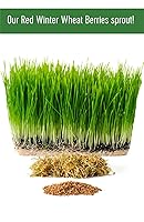 Vista 8 de Granos de trigo duro rojo de invierno transgénicos, 100 % sin irradiar. Certificado Kosher Parve. Cultivado en EE. UU. Registro de campo