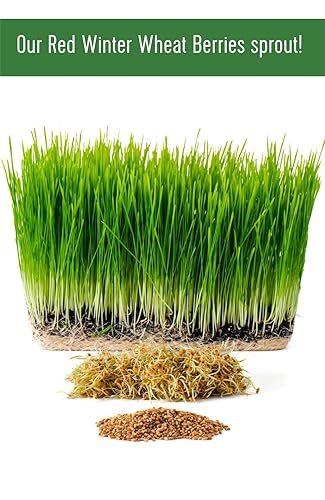 Miniatura 8 de Granos de trigo duro rojo de invierno transgénicos, 100 % sin irradiar. Certificado Kosher Parve. Cultivado en EE. UU. Registro de campo