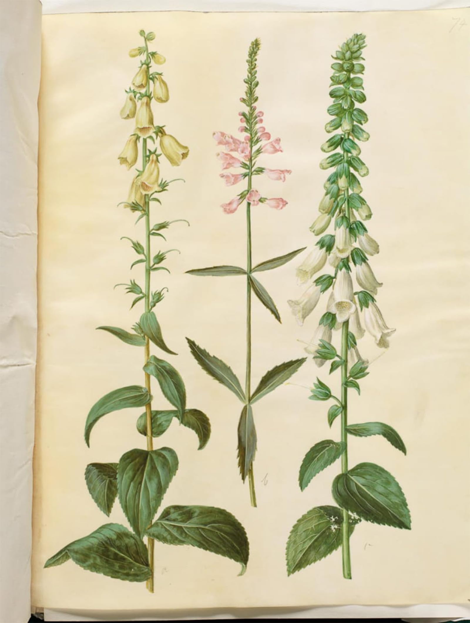 SERENDIPITP Abstract Painting Mural Print Picture Wall Decor Painting Grandiflora by Hans Simon Holtzbecker Vintage Wall Artwork for Home Decor 60x90cm