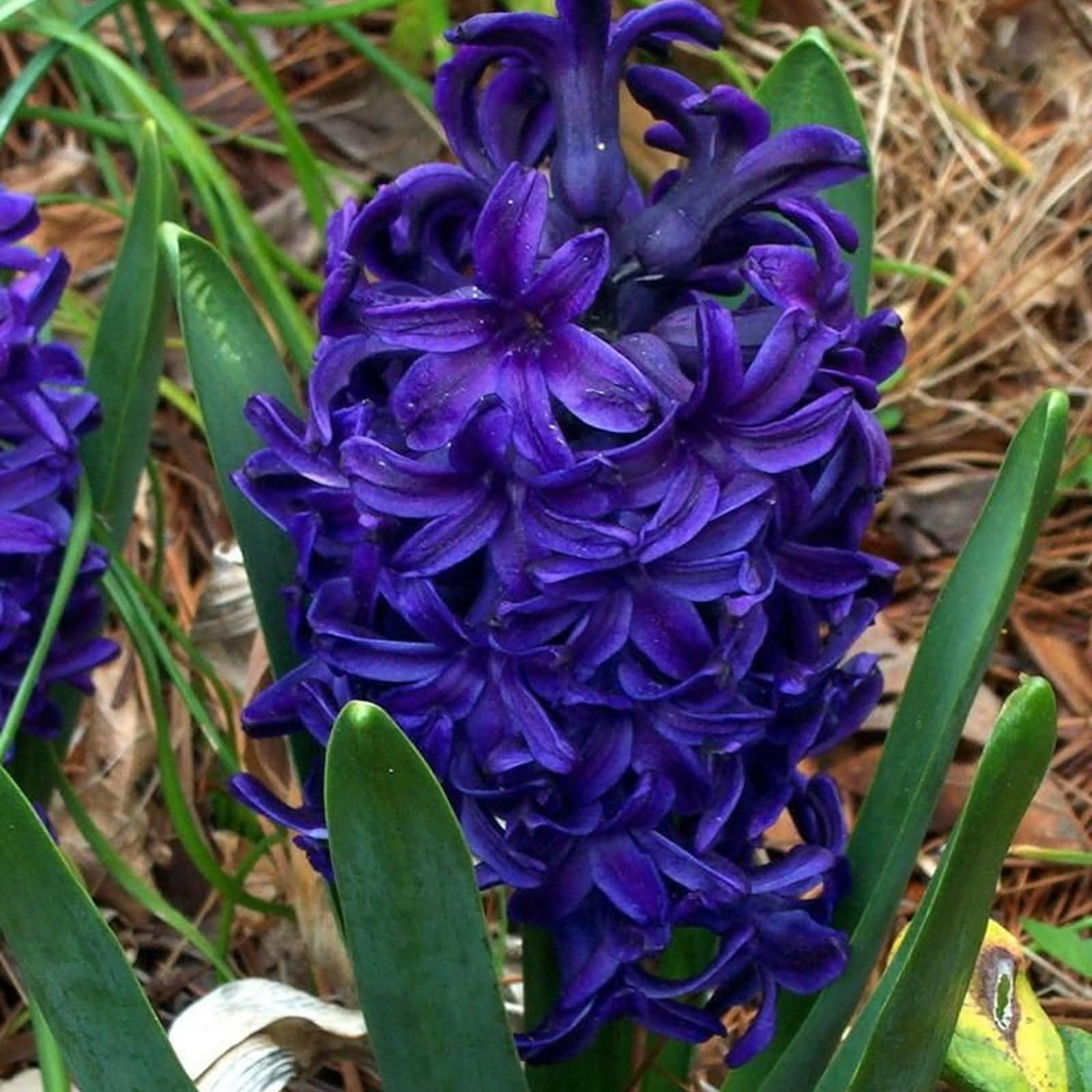 Carbeth Plants - 30 x Hyacinth Peter Stuyvesant Spring Bulbs - Highly Fragrant Outdoor Flowering Perennials - UK Hardy Low Maintenance Pollinator Friendly - Grow in Beds, Borders and Patio Pots