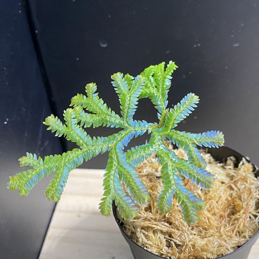 ゼラギネラ　サイアメンシス 極美】selaginella siamensis ◇セラギネラ サイアメンシス
