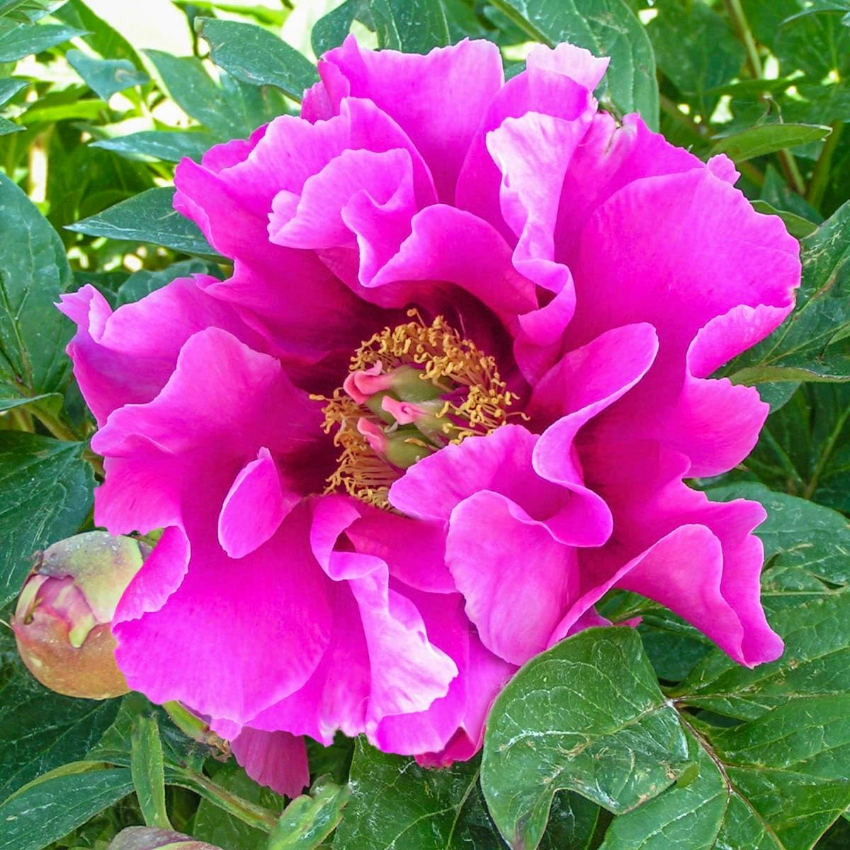 GARDENS ALIVE - Symphonie Pourpre Pink Flowering Itoh Peony Dormant Bare Root Perennial Starter Plnat Root, One Plant per Offer