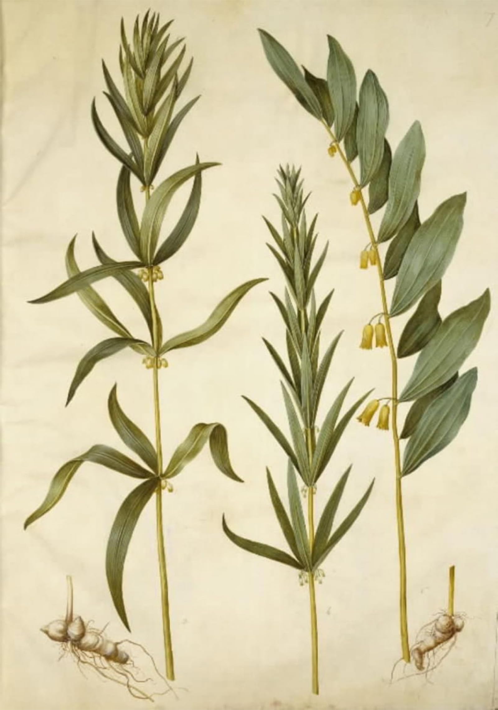 SERENDIPITP Vintage Picture Print on Canvas Wall Art Poster Polygonatum Verticillatum by Hans Simon Holtzbecker Artwork Print Poster for Wall Decor 60x90cm