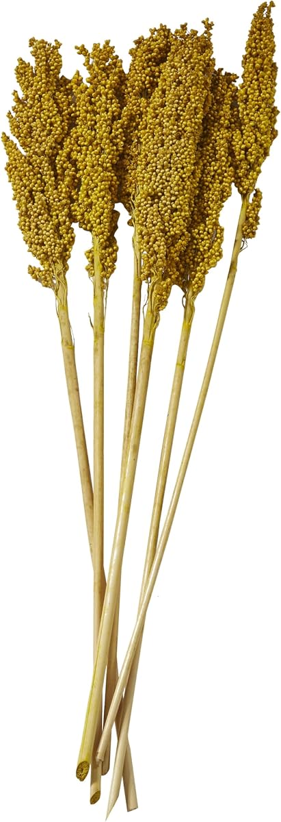 Deco 79 Planta Seca Laberinto de Maíz Decoración del Hogar Follaje Natural Hierba Follaje Seco Natural con Tallos Largos, Follaje para Decoración 3" x 1" x 30", Amarillo