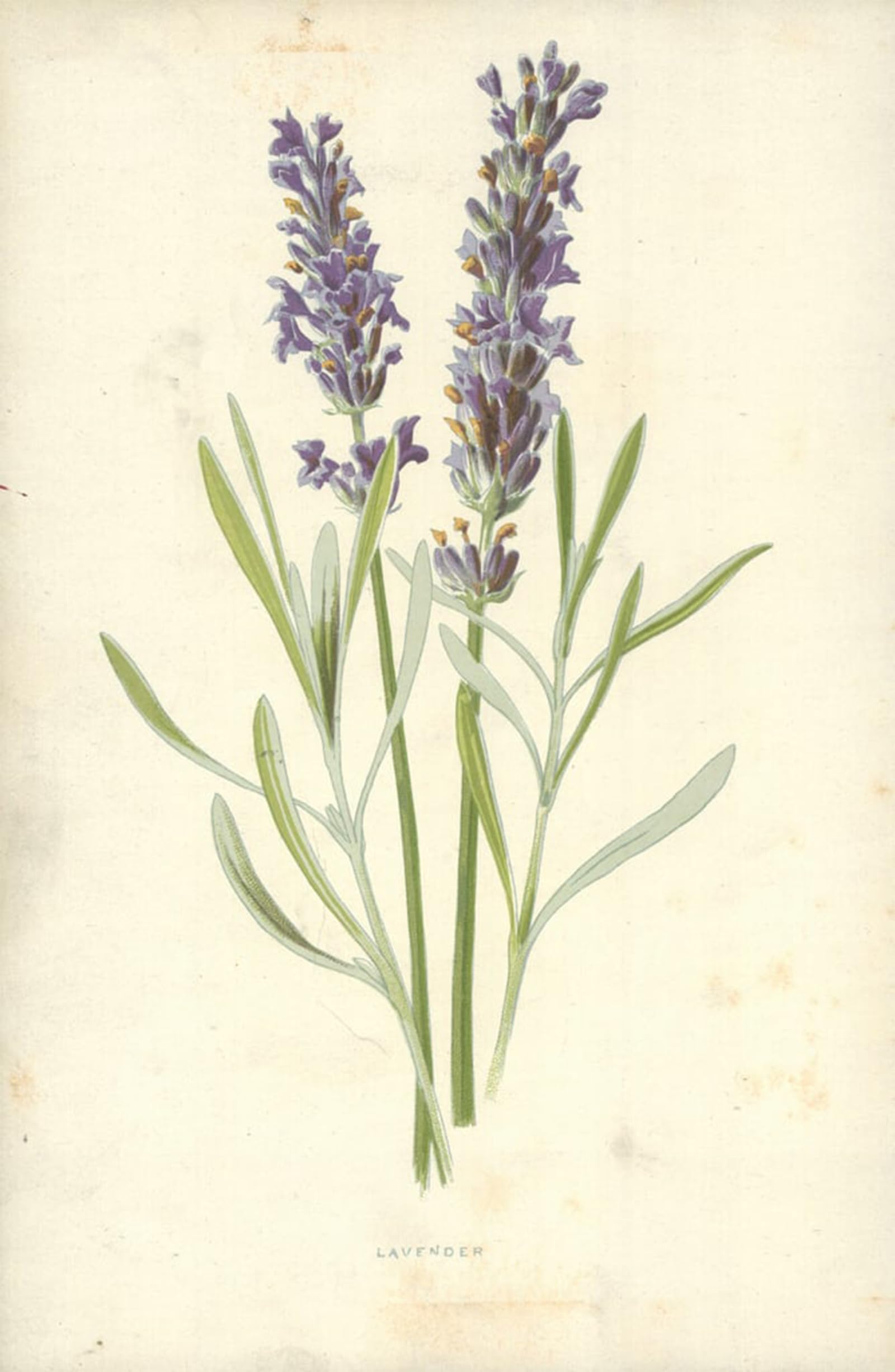 ARTXLXXBN Famous Painting Canvas Artwork Graffiti Print Lavender by Frederick Edward Hulme Portrait Canvas Image for Home Decor 60x90cm