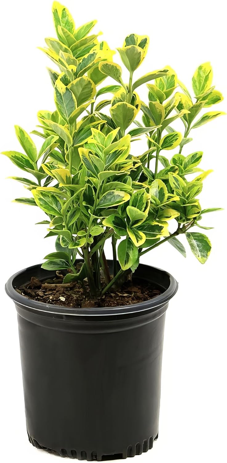 2.5 Qt. Euonymus Golden Flowering Shrub with White Blooms - Hardy & Adaptable Live Shrubs with Bright Green & Yellow Foliage - Evergreen Plants