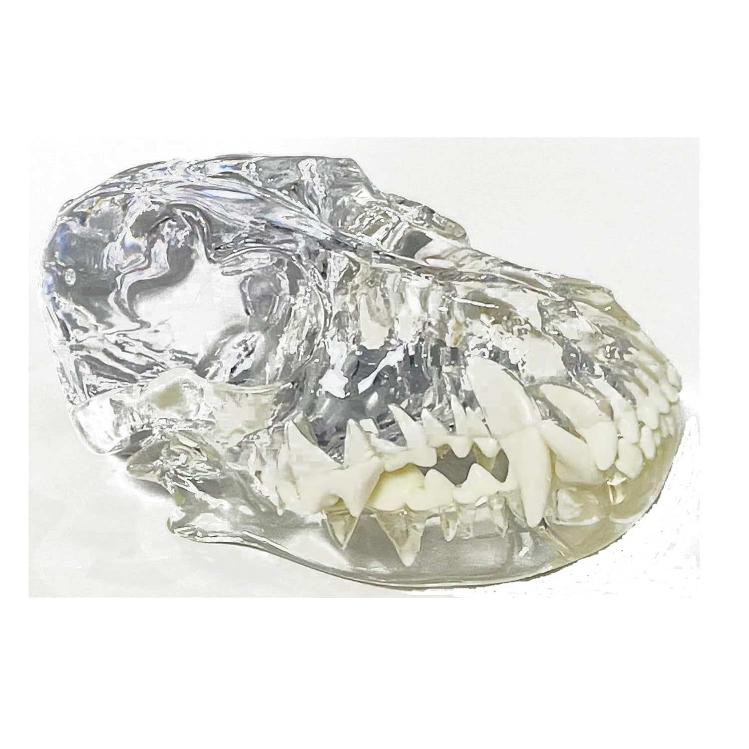 Dental Dog Skull Clear Teeth Skull Model Canine Animals Oral Tooth Jaw Anatomical for Veterinary Education Study Demo Decoration