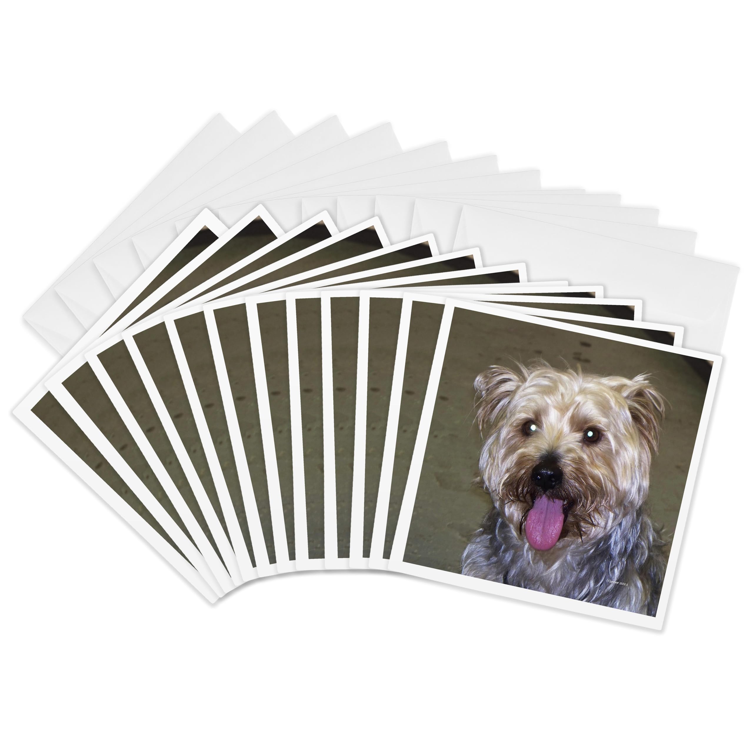 3Drose Silky Terrier - Greeting Cards, 6 by 6-inches, Set of 12 (gc_22247_2)