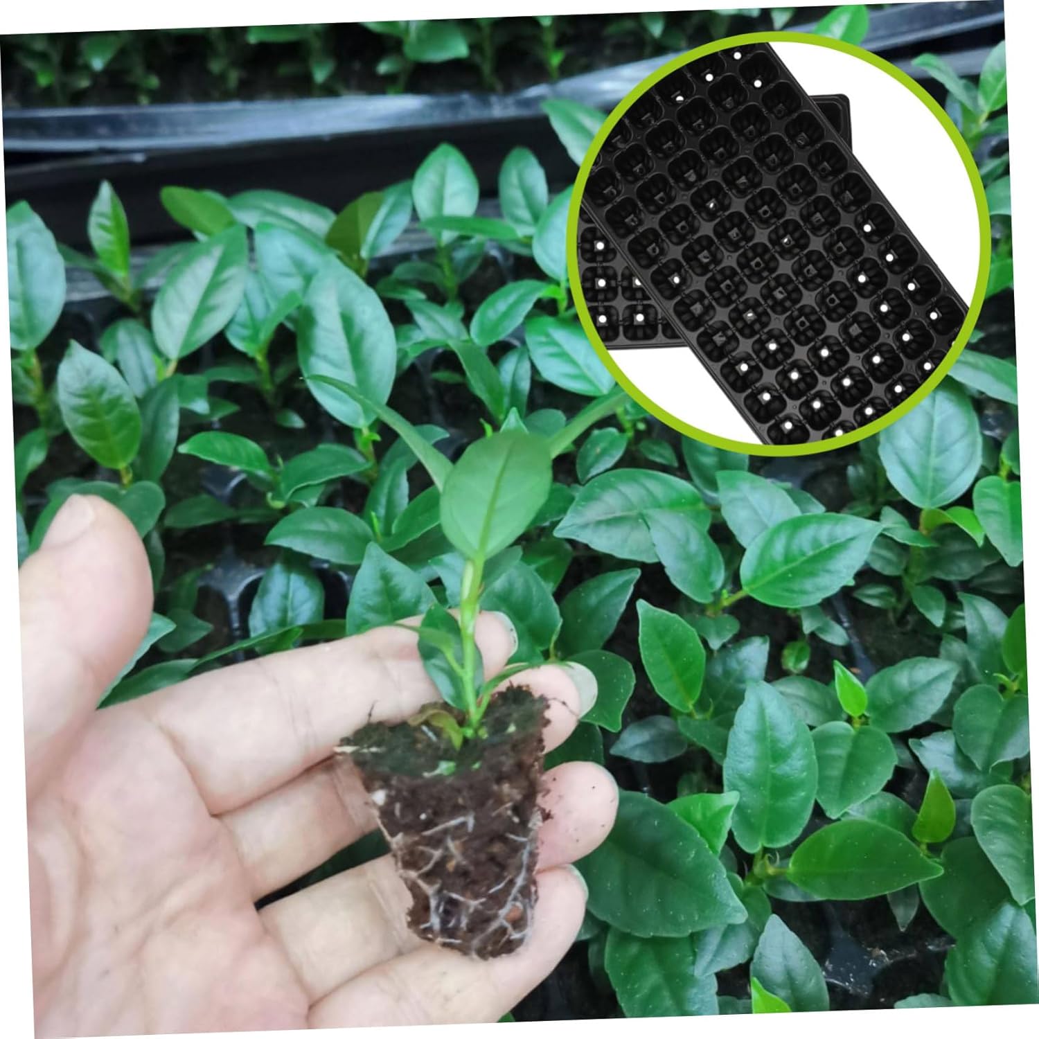 10pcs PVC Sprouting Trays Thickening Plant Germination Trays for Gardening