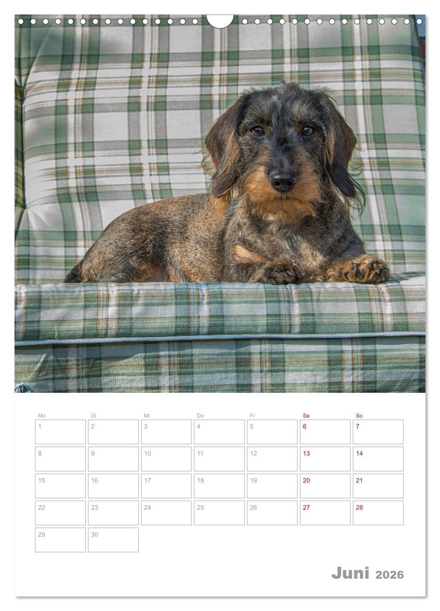 Dackelportraits (Wandkalender 2026 DIN A3 hoch), CALVENDO Monatskalender: In diesem Dackelkalender präsentieren sich Rauhaardackel von ihrer schönsten Seite. (CALVENDO Tiere)
