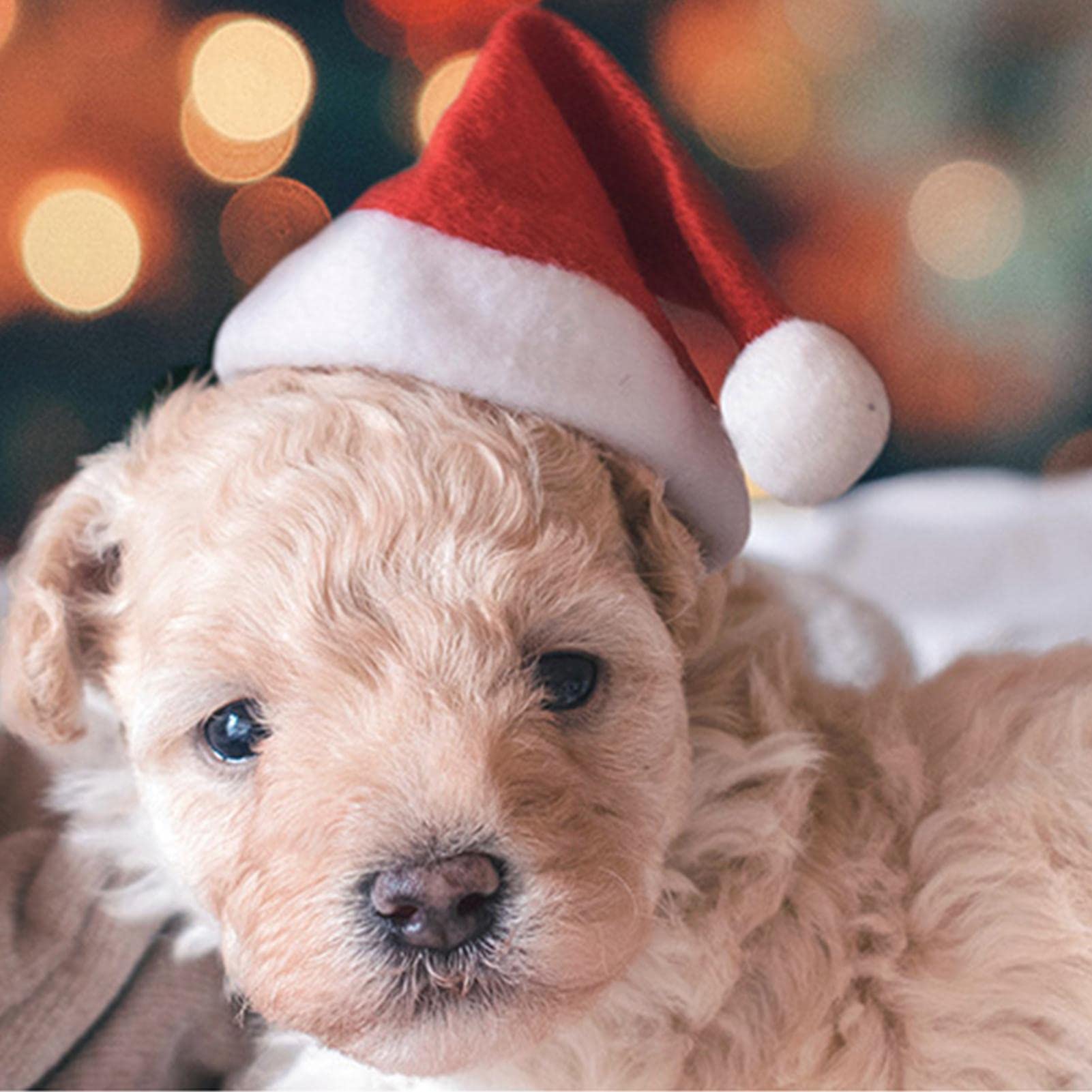 Cappellino Natalizio Rosso Per Cani E Gatti - Taglia Unica Con Pompon, Morbido Velluto Regolabile Per Feste