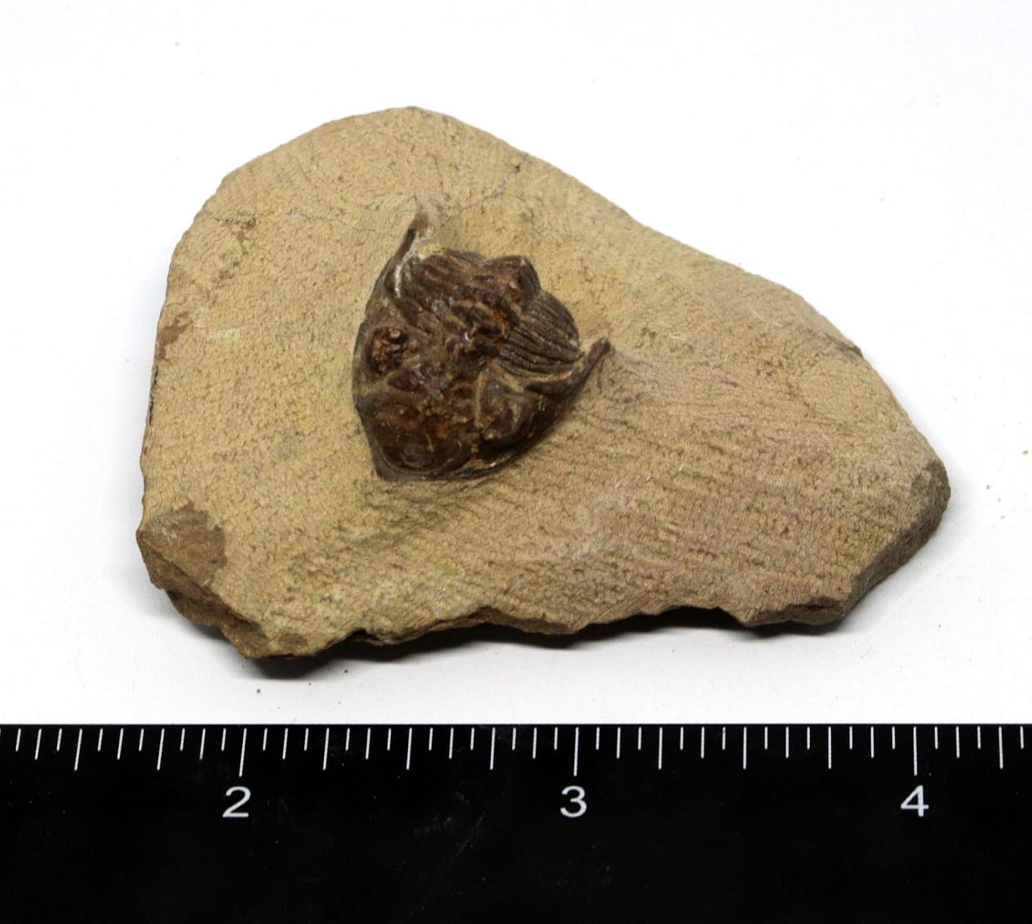 Metacanthina Trilobite Fossil Morocco 390 Million Years Old #15779 5o