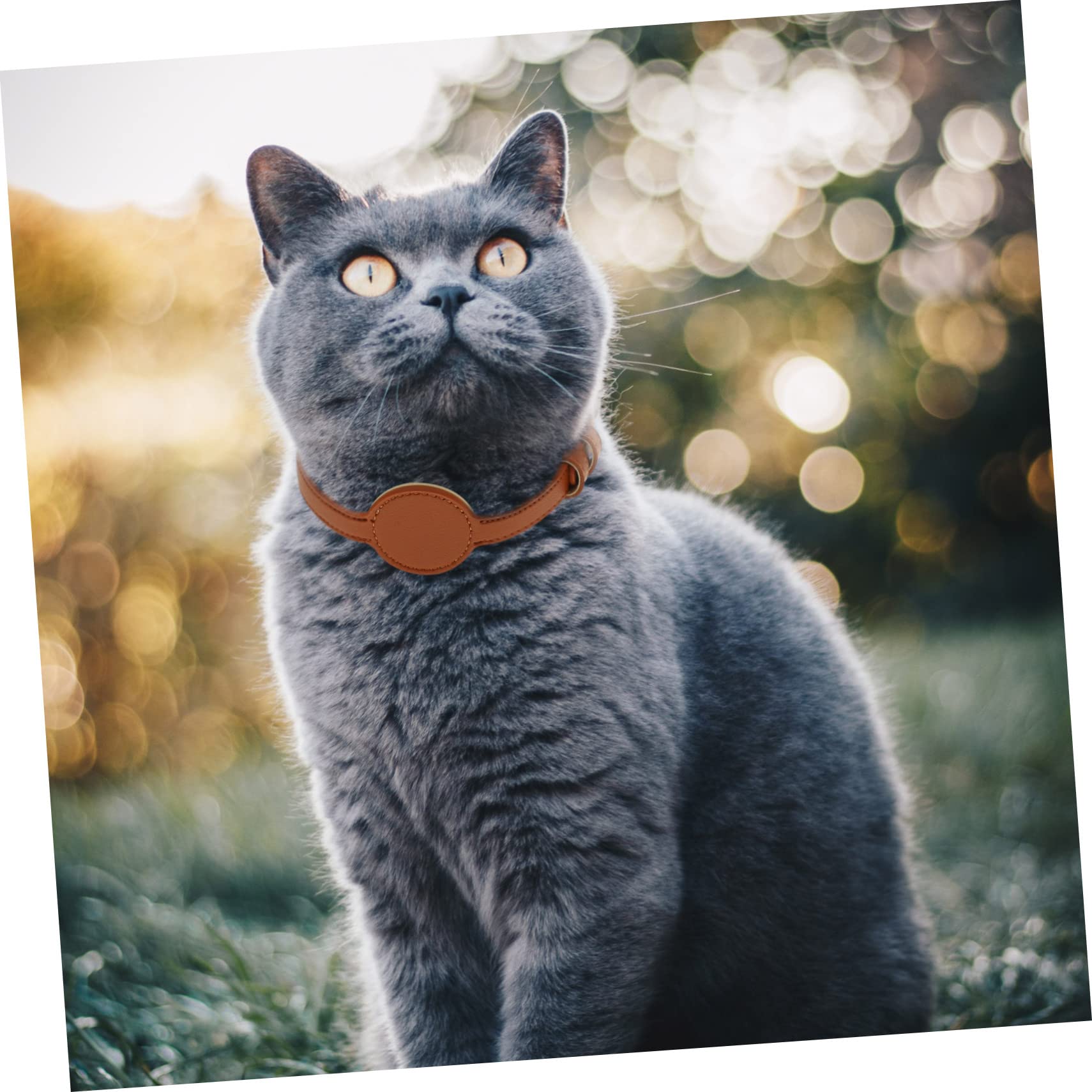 minkissy 5stücke Pets Tracer Für Pu-Material Leichtes Design Für Outdoor-aktivitäten Mit Tracer-behälter Komfortable Passform Für Und Kleine Hunde