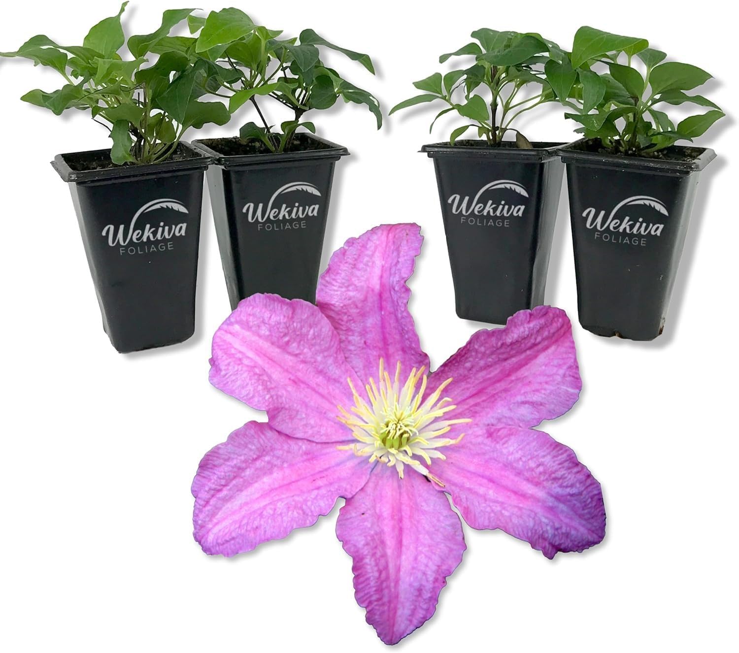 Clematis Comtesse De Bouchaud - 2 Live Starter Plants - Beautiful Classic Elegant Pink Flowering Vine