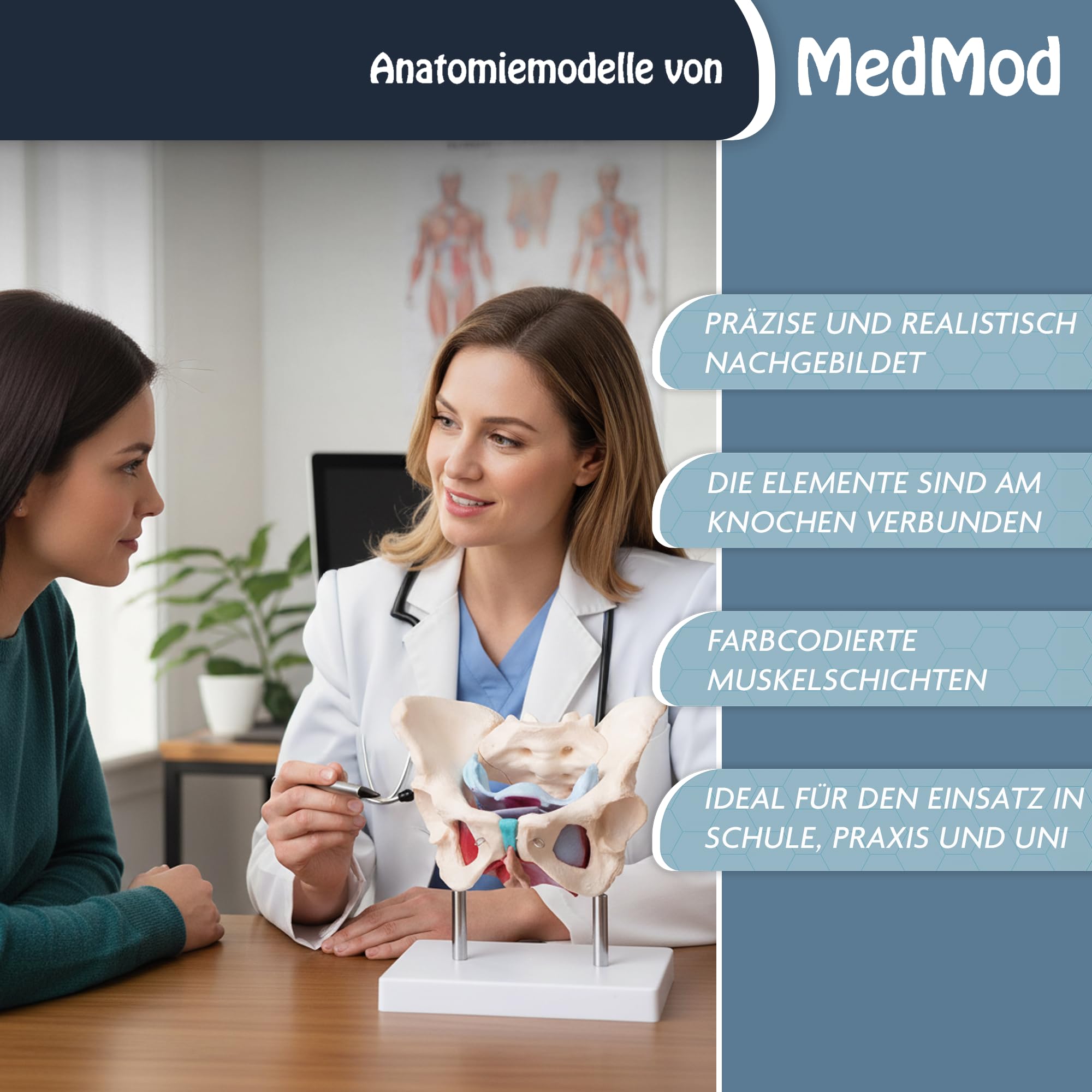 Anatomie Modell weiblicher Beckenboden, Lebensgroßes weibliches Becken mit Muskeln, 24 x 18 x 17 cm, für Schule, Studium und Anatomie-Training, Lehrmodell