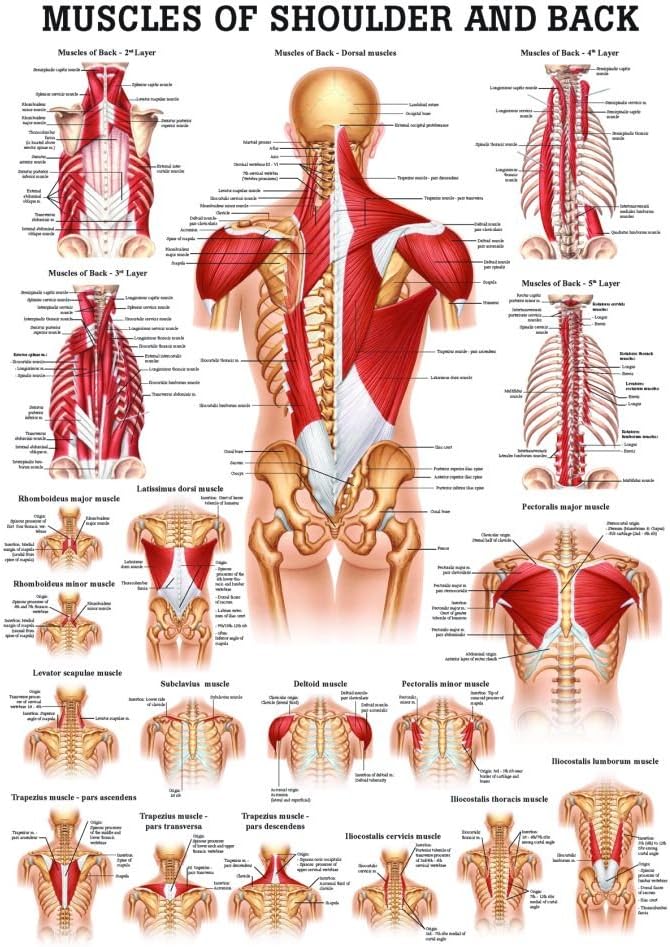 Muscles of The Shoulder and Back Laminated Anatomy Chart