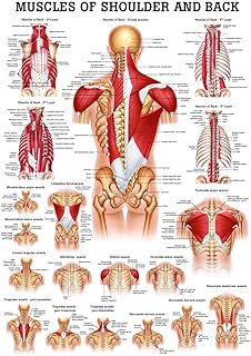 Muscles of the Shoulder and Back Laminated Anatomy Chart