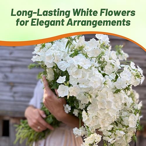 Miniatura 5 de Outsidepride White Phlox Seeds - 2000 semillas de flores anuales, compactas y autosembradas para plantar flores blancas vibrantes en jardines