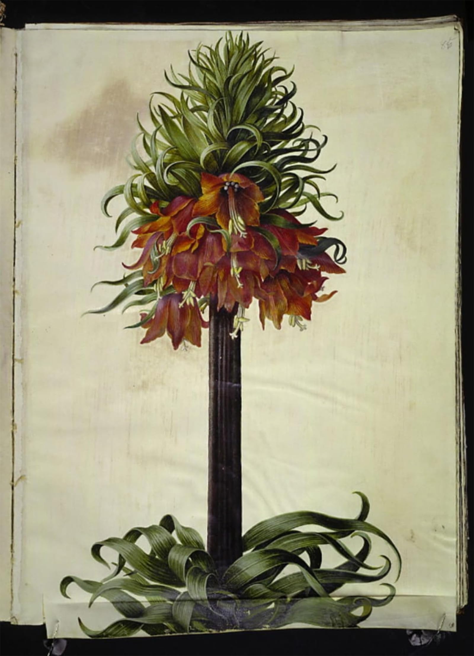 SERENDIPITP Abstract Painting Mural Print Picture Wall Decor Painting Fritillaria Imperialis by Hans Simon Holtzbecker Vintage Wall Artwork for Home Decor 60x90cm