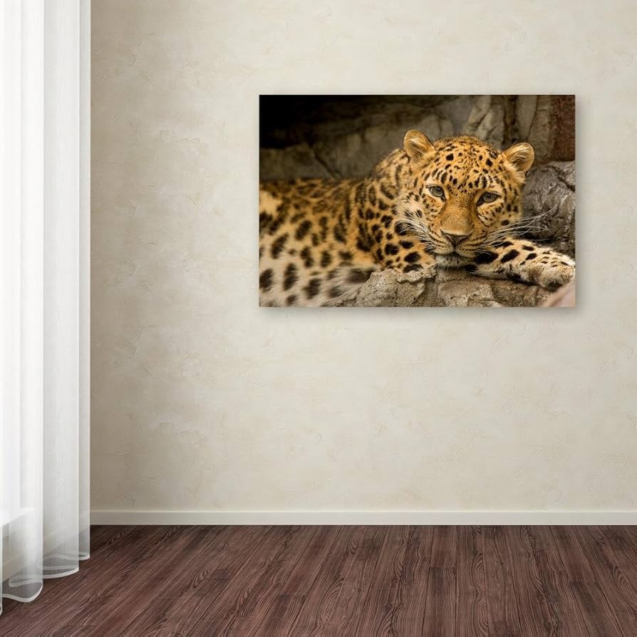 Amazon.com: Trademark Fine Art Denver Zoo Snow Leopard Wall