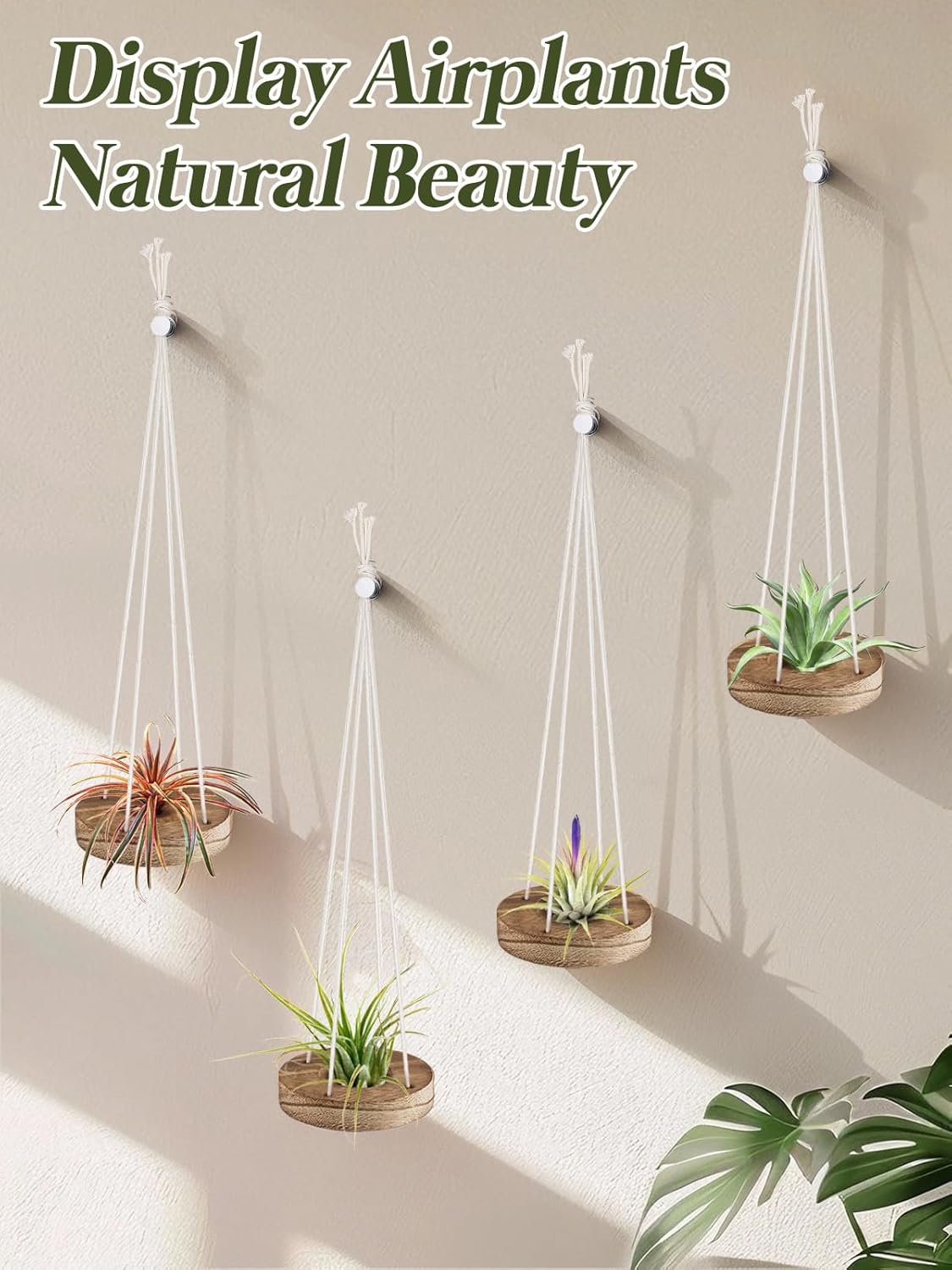 6 Pcs Hanging Wooden Air Plant Holder - 3" Round Airplants Live Hanger with Ropes, Rustic Tillandsia Succulent Display Container Stand for Home Office Decor Housewarming Gift (Excluding Plants) thumbnail