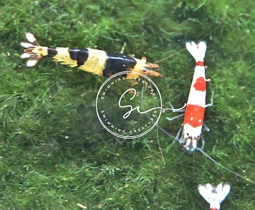 Swimming Creatures 5 camarones rojos cristalinos y 5 camarones negros de cristal, camarones abeja, Caridina Cantonensis, grado CRSCBL S-SSS