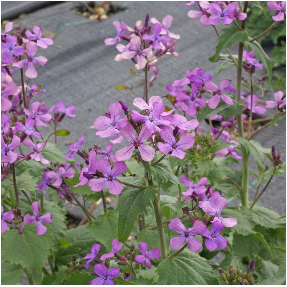 Everwilde Farms - 1 Lb Money Plant Wildflower Seeds - Gold Vault