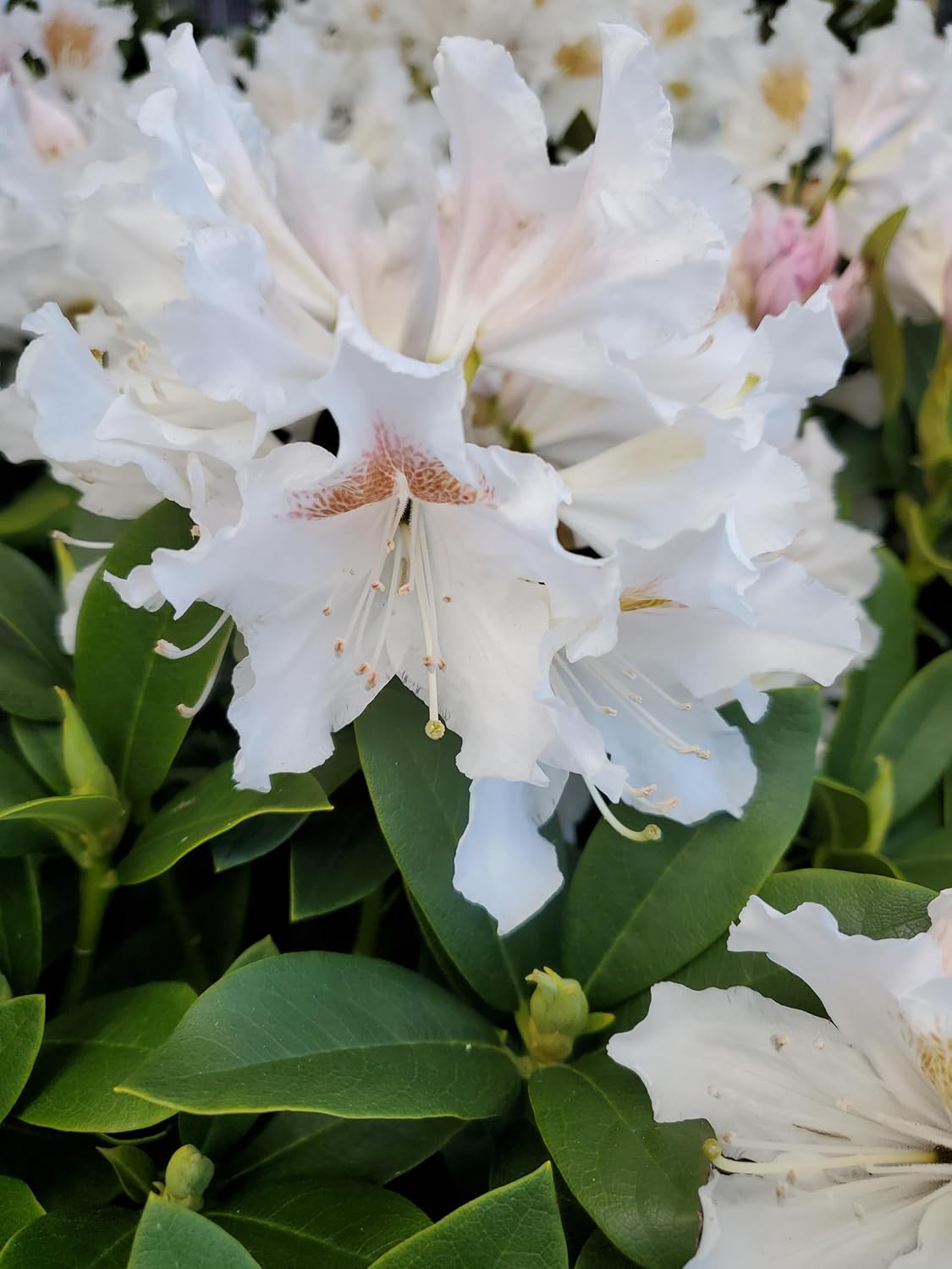 Live Plant from Green Promise Farms - Rhododendron cat. Cunninghams White #2 Gallon Size Container White Flowers - Does NOT Ship to AZ, CA, HI, ID, MT, NV, OR, PR, UT & WA!