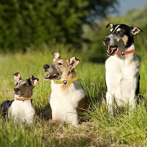 Miniatura 4 de azuza Paquete de 3 collares de otoño para perros, cómodos y ajustables, de nailon, para perros pequeños, S (11-16 pulgadas), amarillo jengibre,
