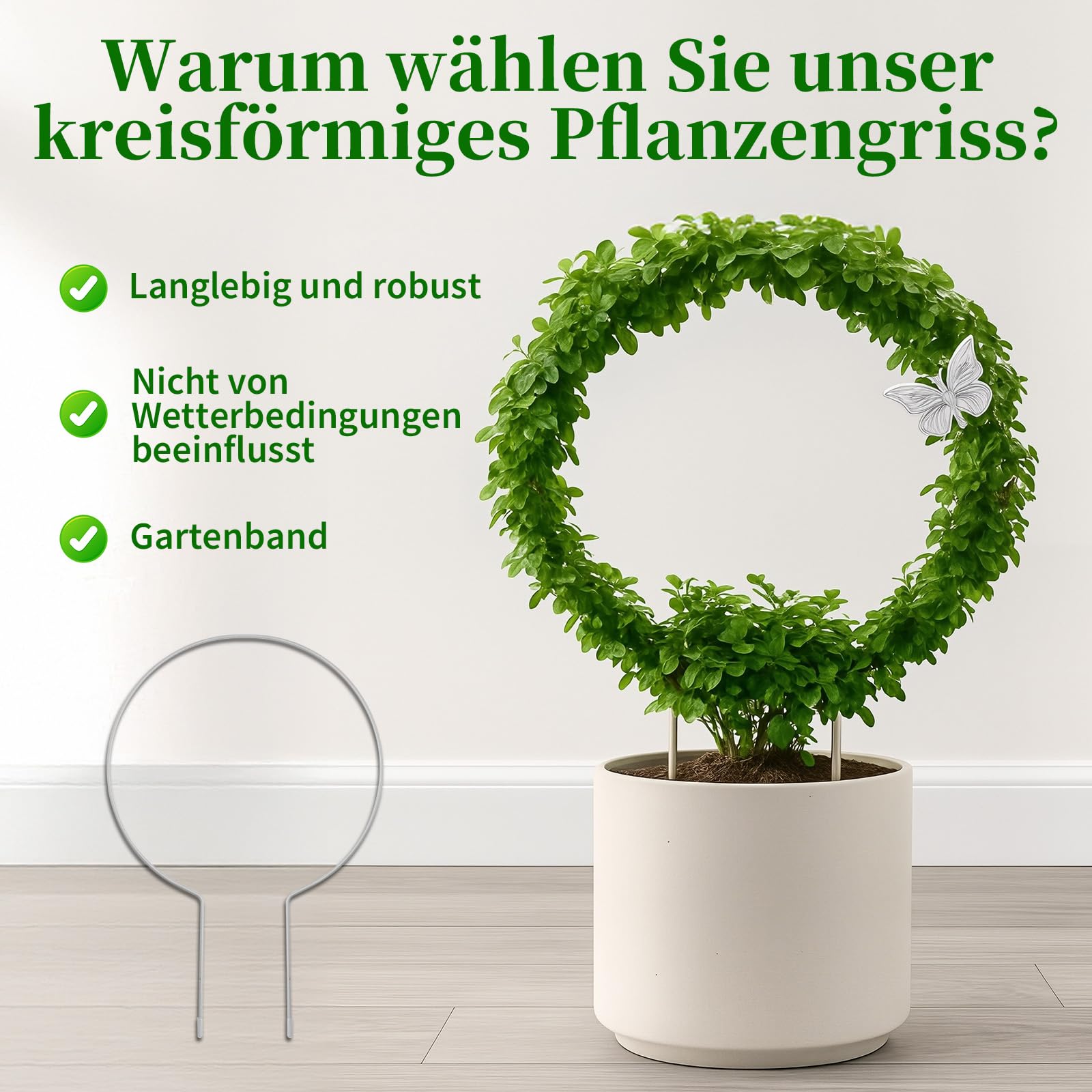 haworthia truncata variegata 2'' Haworthia Truncata Hokusai Striata, Rare Live Succulent Plants   cocosucculent