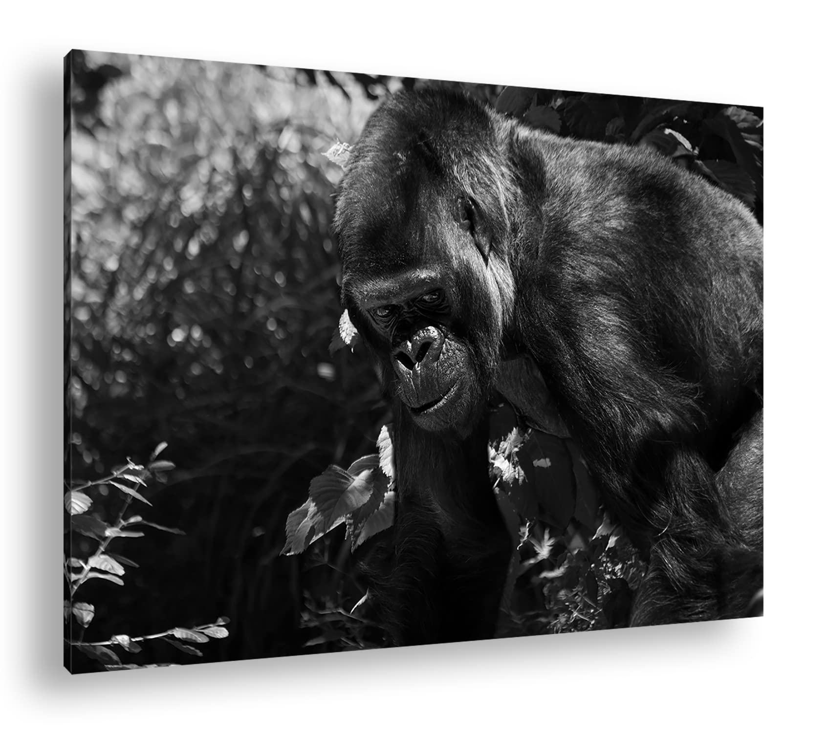 Grande formato Gorilla Formato: 120 x 80 Effetto: bianco e nero come tela su tela, motivo già incorniciato su cornice in vero legno, stampa digitale di alta qualità, senza poster o manifesto