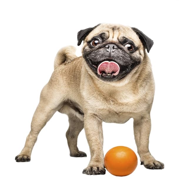 Foto 4 de 5 de Pelota para Perros Gloria Maciza - 5 cm - Consistente y Duradera - Juguete de Caucho para Botar y Lanzar