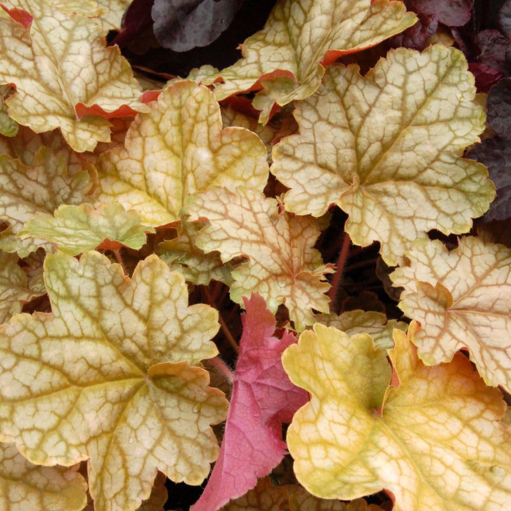 Heuchera Ginger Ale Unique Bronze and Green Foliage Hardy Perennial for Shady Borders or Containers 1x 3 Litre Pot by Thompson and Morgan