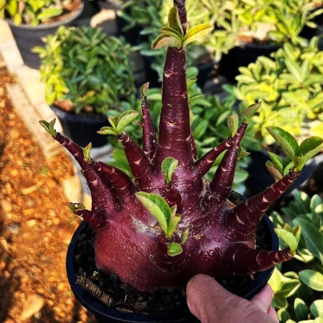 Adenium Socotranum 'Black Hawk × Super Red' Seeds (Adenium