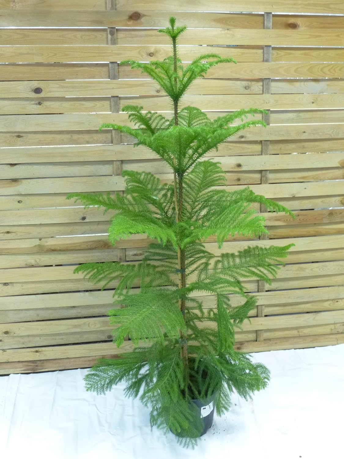 [Palmenlager] XL Araucaria heterophylla 140 cm - Norfolktanne - Zimmertanne // Zimmerpflanze