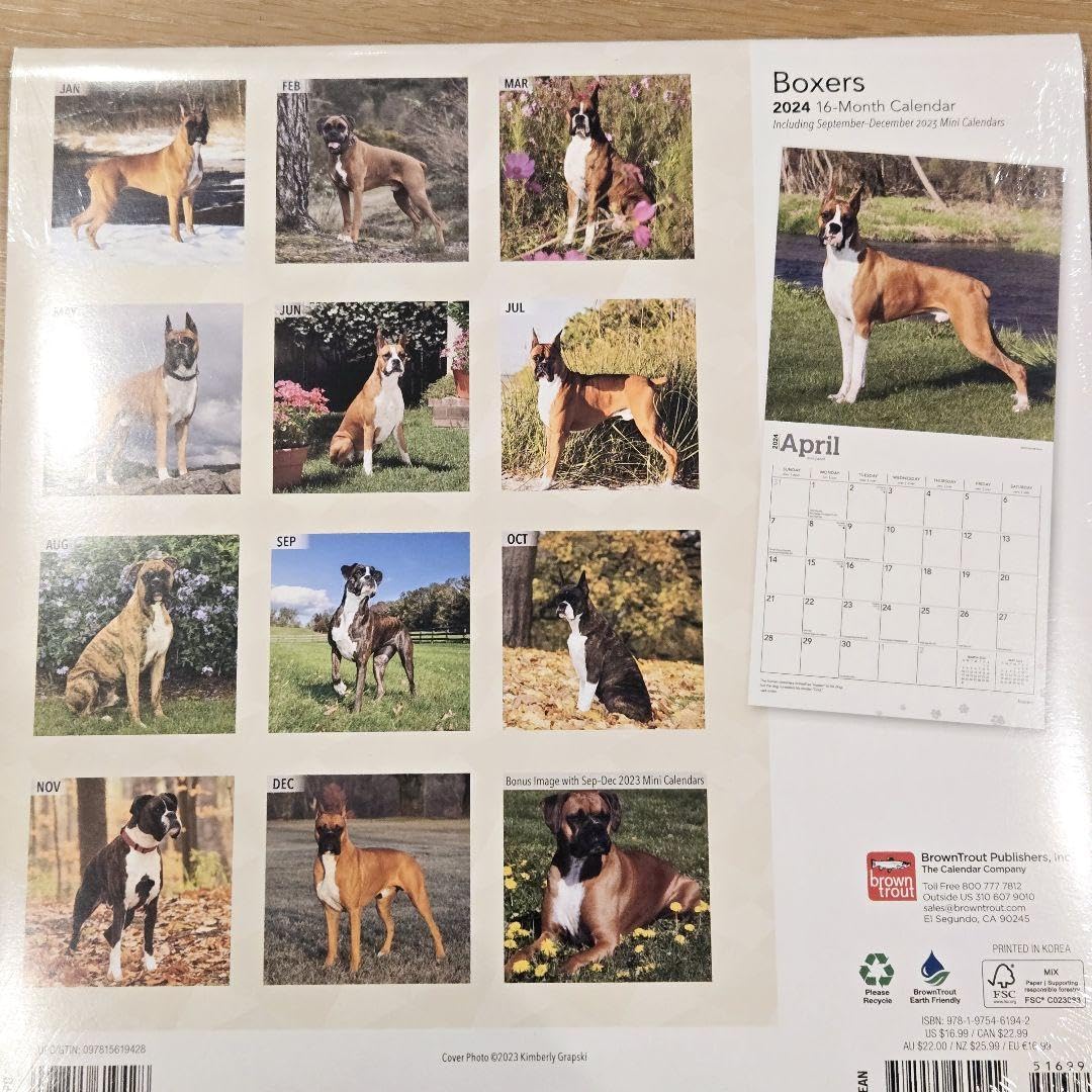 Amazon.co.jp: 2024年 ボクサー犬 カレンダー 壁掛け ブラウントラウト 