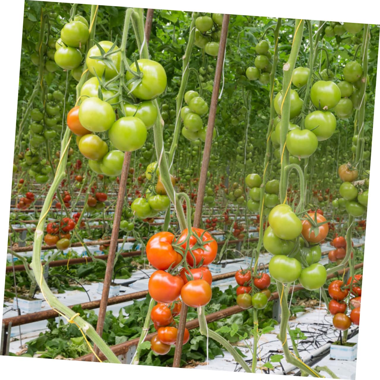 GANAZONO 2sets Ganci per Giardinaggio con per Supporto Piante Kit di Trellis per Pomodori e Cetrioli Ganci Metri di Corda per Massimizzare La Crescita Spazi Ridotti