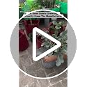 Image of GREENSHEEP Geo Fabric Grow Bags for Terrace Gardening, Balcony, Vegetables, Plants, Fruits and Flower with Handles - Breathable and Reusable Plant Bags for Indoor (Red) (Pack of 5) (Size-24x24)